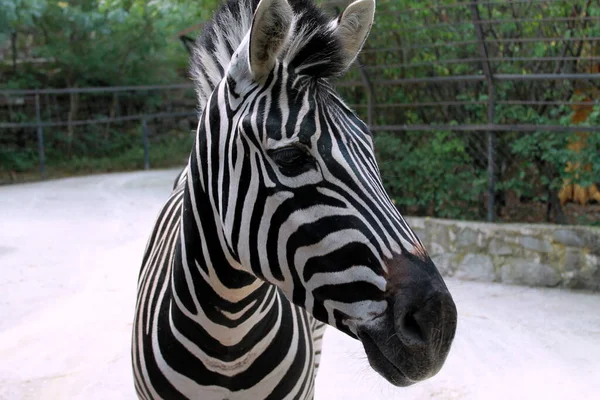 Zebra Hayvanat Bahçesinde — Stok fotoğraf