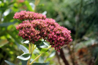 Bahçedeki güzel çiçekler