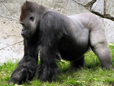 Siyah bir maymunun yakın plan fotoğrafı.