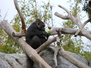 Ormandaki maymun