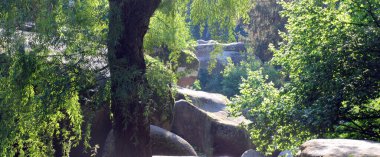 Ormanın güzel manzarası