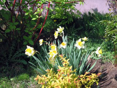 Bahçedeki güzel çiçekler