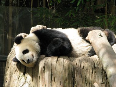 dev panda bambu yiyor ve uyuyor.