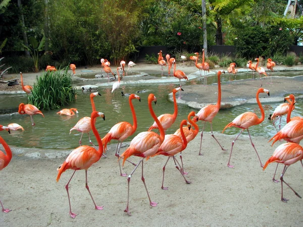 Flamants Roses Dans Parc — Photo