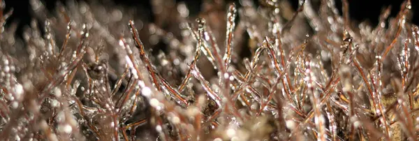 Абстрактные Ветви Кустарника Льду Зимой — стоковое фото