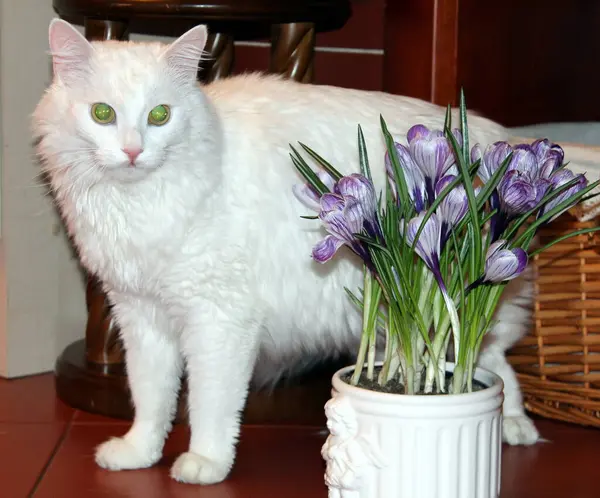 Bonito Gato Branco Com Flores — Fotografia de Stock