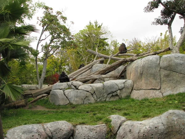 Hayvanat Bahçesi Parkındaki Genç Bir Maymunun Güzel Bir Fotoğrafı — Stok fotoğraf