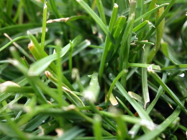 Green Grass Dew Drops — Stock Photo, Image