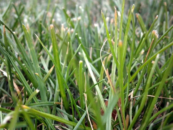 Green Grass Garden — Stock Photo, Image