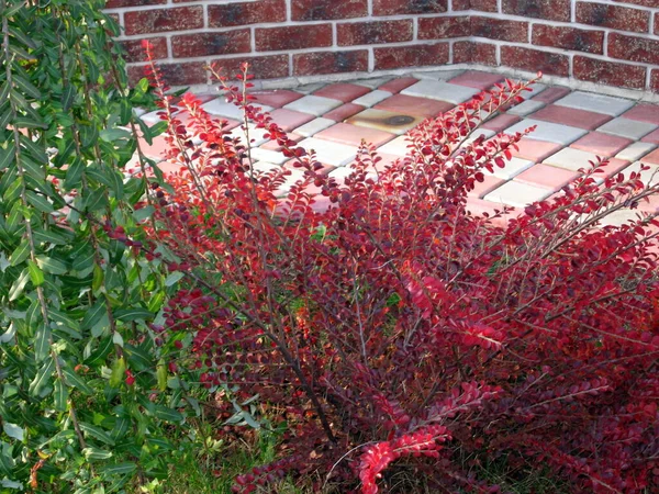 Κόκκινα Και Πράσινα Φύλλα Στον Τοίχο — Φωτογραφία Αρχείου