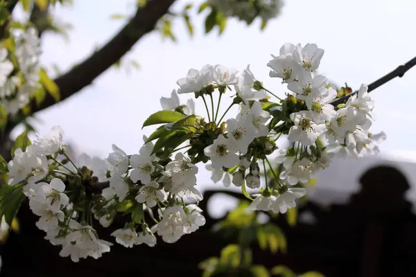 Belles Fleurs Fleuries Dans Jardin — Photo