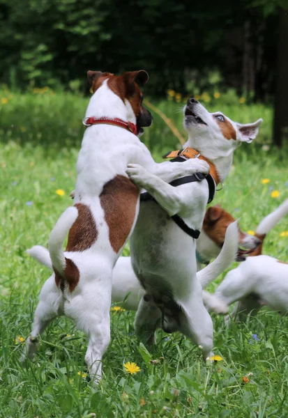 Parktaki köpek ve köpekler