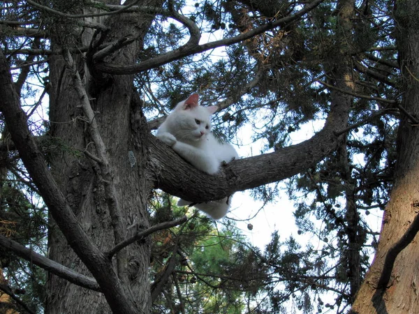 Gato Sentado Árvore — Fotografia de Stock