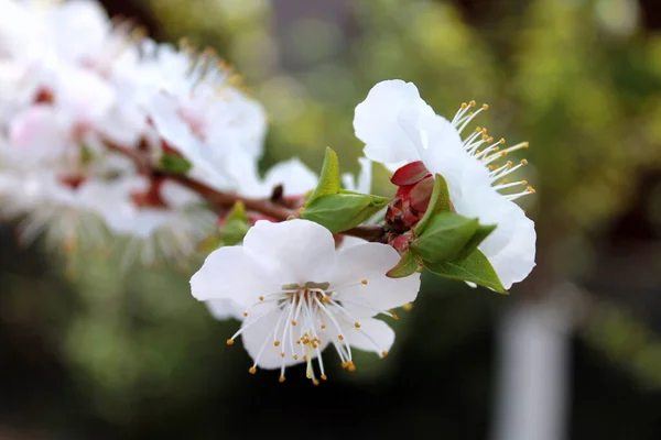 Belles Fleurs Printanières Dans Jardin — Photo