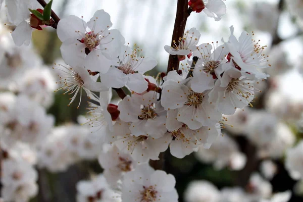 Fleur Cerisier Printemps — Photo