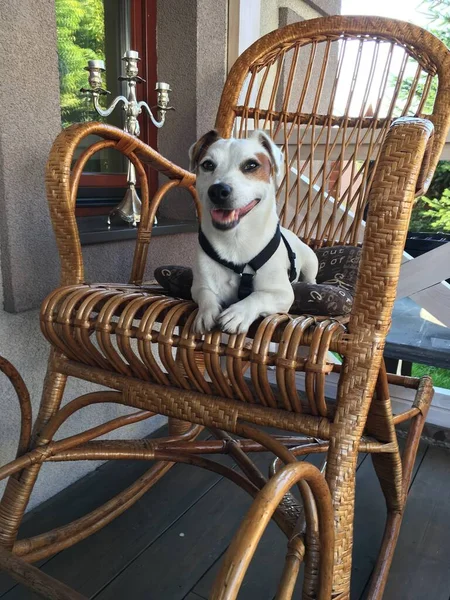 Dog Sitting Bench — Stock Photo, Image