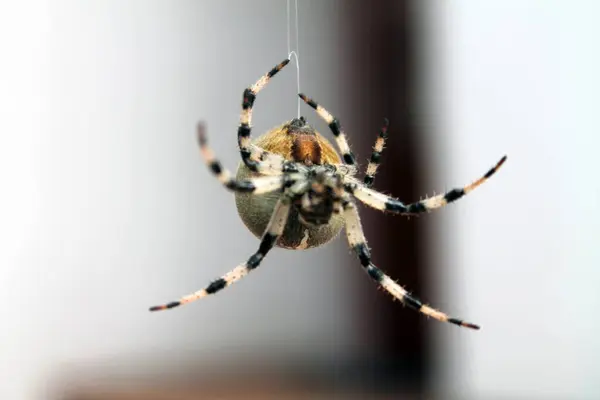 Araña Sobre Fondo Blanco — Foto de Stock