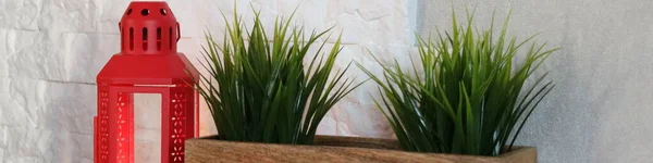 绿草和白色背景的植物 — 图库照片