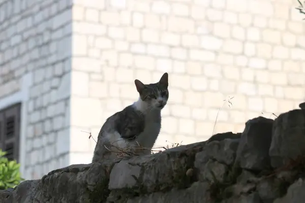 Chat Dans Rue — Photo