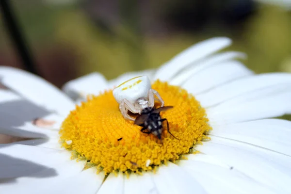 Closeup Shot Bee Spider Sitting Flower — Stock Photo, Image