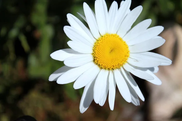 Vit Tusensköna Blomma Trädgården — Stockfoto