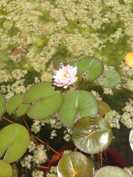 Schöne Lotusblume Teich — Stockfoto