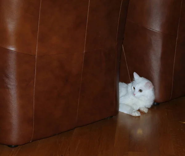 Cat Sofa — Stock Photo, Image