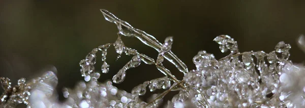 Close Galhos Árvores Com Gotas Congeladas Água Gelo Natureza — Fotografia de Stock