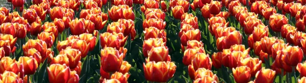 Beautiful Colorful Tulips Garden — Stock Photo, Image