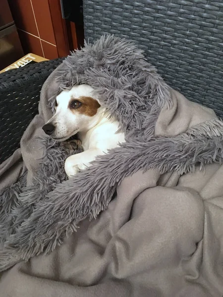 Собака Спит Кровати — стоковое фото