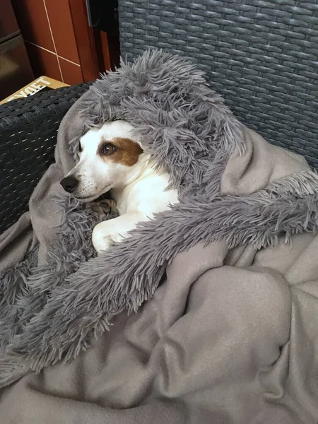 Cão Dormindo Cama — Fotografia de Stock