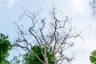 Açık Gökyüzüne karşı sadece dalları olan ağaç