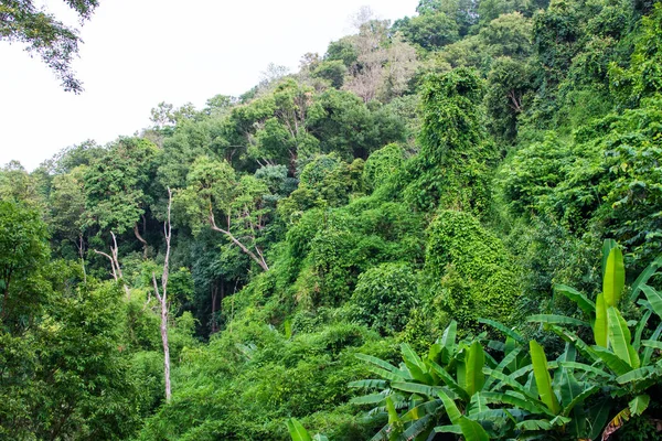 Forêt Verte Sur Montagne Élargit Paysage Forêt Belle — Photo