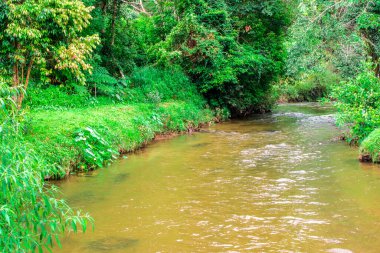 Ormandaki su kaynağı taze görünüyor. Temiz su.