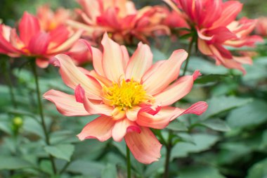 Kış renklerinde renkli çiçekler. Güzel dağ renkleri