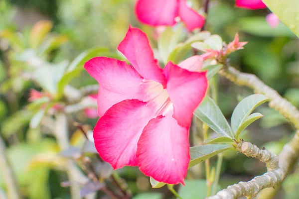 Pink Flowers Blurred Background — Stock Photo, Image