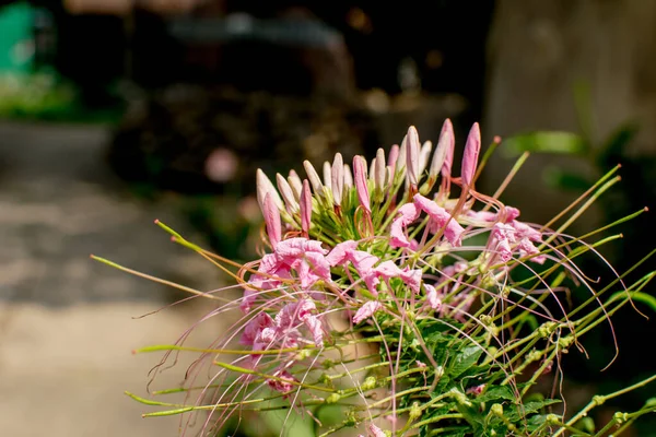 Pink Flowers Blurred Background — Stock Photo, Image