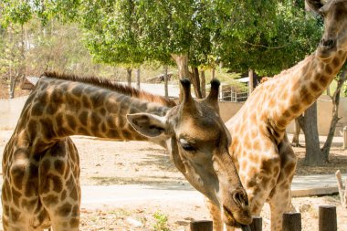 Hayvanat bahçesinde hayvan yemi bekleyen zürafa..