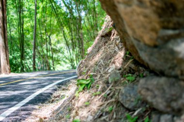 Asfalt yol, ormanda bir geçittir. Ve bambu ağaçları.