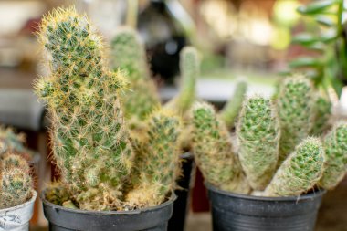 Dükkanı süslemek için küçük kaktüsler yerleştirilir..