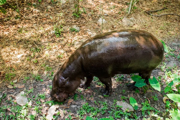 Bébé Hippopotame Dans Zoo — Photo