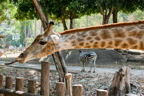 Girafa Zoológico — Fotografia de Stock