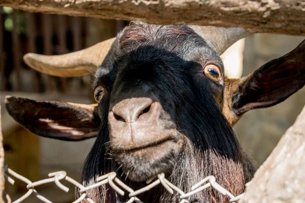 Ciervo Del Zoológico Animal Elegante — Foto de Stock