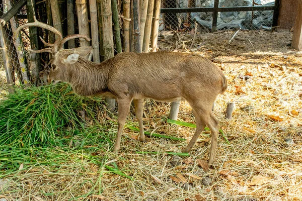 Hirsch Käfig Und Ein Schöner Hintergrund — Stockfoto