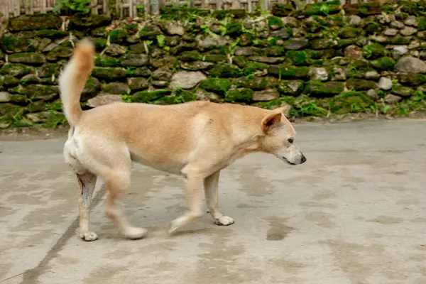 Lokal Gezüchtete Hunde Auf Der Straße — Stockfoto