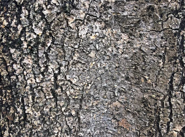 Кора Дерева Идеально Подходит Использования Качестве Красивого Фона — стоковое фото