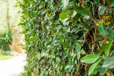 Ağaçlar ve yapraklar yeşildir..