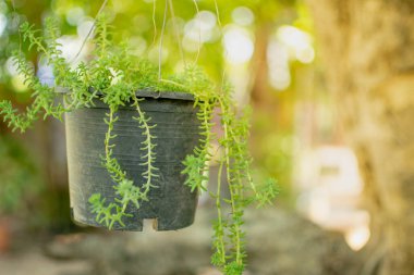 Küçük süs bitkileri asılmış saksılarda..
