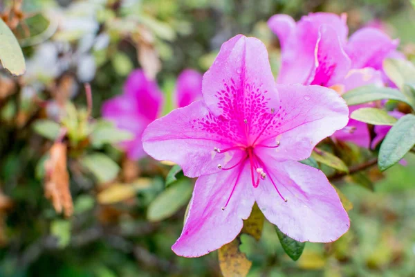 Små Vackra Blommor Som Lämpar Sig För Heminredning — Stockfoto