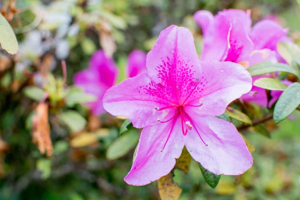 Pequeñas Flores Hermosas Adecuadas Para Decoración Del Hogar — Foto de Stock